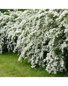 Саженец Спирея Аргута, С2 горшок, Н10-50 высота, 1 шт. Поиск