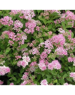 Саженец Спирея японская Литл Принцесс, С2 горшок, Н10-50 высота, 1 шт. Поиск