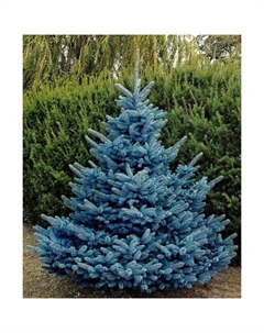 Саженец Ель колючая Глаука «Мэджестик Блу», Р9, 1 шт., h=3-20 см Поиск