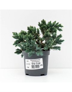 Саженец Можжевельник чешуйчатый «Блу Стар», Р9, 1 шт. Поиск