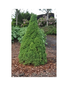 Саженец Ель канадская «Коника Децембр», Р9, 1 шт., h=3-20 см Поиск