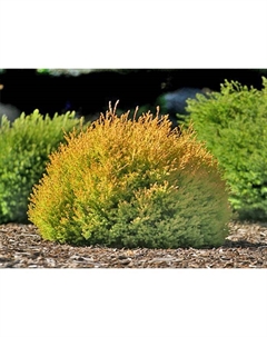 Туя западная Рейнголд (Р9), 1 шт., h=3-20 см Поиск