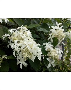 Саженец Гортензия метельчатая Грейт Стар, С3 горшок, Н20-30 высота, 1 шт. Поиск