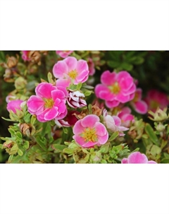 Саженец Лапчатка кустарниковая «Пинк Паради», С3 горшок, Н10-50 высота, 1 шт., Лето 2025 Поиск