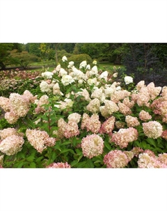 Саженец Гортензия метельчатая Фантом, С3 горшок, Н10-50 высота, 1 шт. Поиск