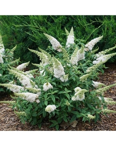 Саженец Буддлея Давида Уайт Профьюжн, С2 горшок, Н10-50 высота, 1 шт. Поиск