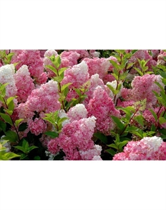 Саженец Гортензия метельчатая Ваниль Фрайз, С3 горшок, Н10-50 высота, 1 шт. Поиск