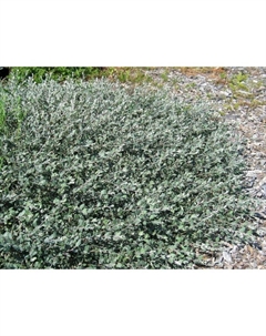 Саженец Ива «Глаука Каликарпа Хальт», С2 горшок, Н20-30 высота, 1 шт. Поиск