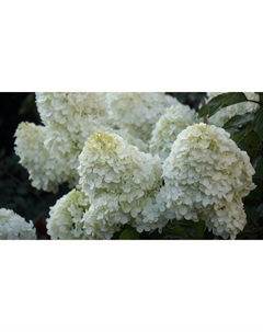 Саженец Гортензия метельчатая Полар Бир, С3 горшок, Н10-50 высота, 1 шт. Поиск