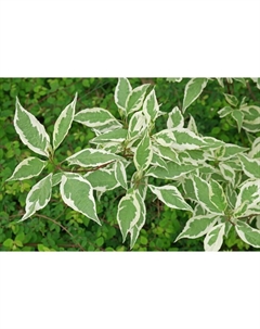 Саженец Дерен белый Элегантиссима, С2 горшок, 30-40 высота, 1 шт. Поиск