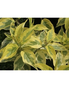 Саженец Дерен белый Гоучаулти, С2 горшок, Н10-50 высота, 1 шт. Поиск