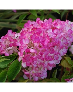 Саженец Гортензия метельчатая Сандей Фрайз, С3 горшок, Н10-50 высота, 1 шт. Поиск