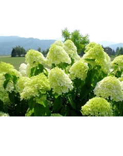 Саженец Гортензия метельчатая Ламлайт, С3 горшок, Н10-50 высота, 1 шт. Поиск