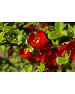 Саженец Айва (Хеномелес) «Кримсон энд Голд», С2 горшок, Н10-50 высота, 1 шт. Поиск