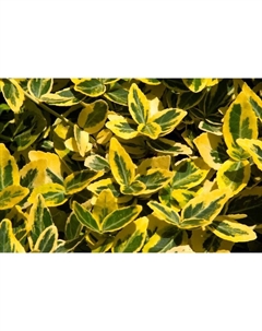 Саженец Бересклет Форчуна Эмералд Голд, С2 горшок, Н10-50 высота, 1 шт. Поиск