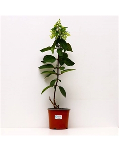 Саженец Гортензия метельчатая Кэндллайт, С3 горшок, Н10-50 высота, 1 шт. Поиск