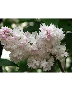 Саженец Сирень обыкновенная Красавица Москвы, С3 горшок, Н10-50 высота, 1 шт. Поиск