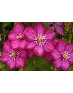 Саженец Клематис крупноцветковый Хоши-но-Фламенко, С2 горшок, Н20-40 высота, 1 шт., Лето 2025 Поиск