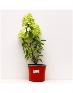 Саженец Гортензия метельчатая Мохито, С3 горшок, Н10-50 высота, 1 шт. Поиск