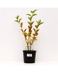 Саженец Бересклет европейский Ред Каскад, С2 горшок, Н10-50 высота, 1 шт. Поиск