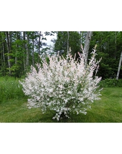 Саженец Ива цельнолистная "Хакуро-Нишики", С2 горшок, Н10-50 высота, 1 шт. Поиск