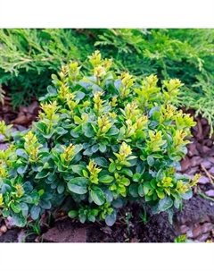 Саженец Барбарис Тунберга «Коболд», С2 горшок, Н10-50 высота, 1 шт. Поиск