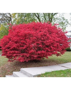 Саженец Бересклет крылатый Компактус, горшок С2, 1 шт. Поиск