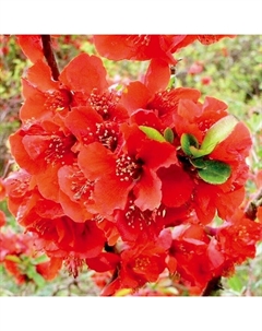 Саженец Айва (Хеномелес) великолепная Файр Дэнс, горшок С2, 1 шт. Поиск