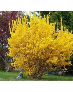 Саженец Форзиция корейская Кумсон, горшок С2, 1 шт. Поиск