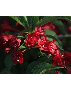 Саженец Вейгела цветущая Бристол Руби, горшок С2, 1 шт. Поиск