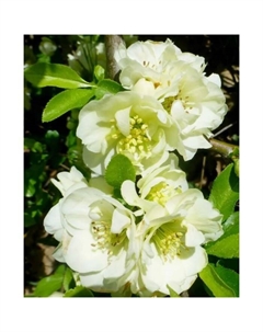 Саженец Айва (Хеномелес) красивая Юкиготен, горшок С2, 1 шт. Поиск