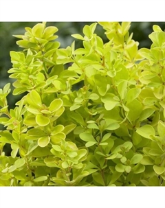 Саженец Барбарис Тунберга Голден Пиллар, горшок С2, 1 шт. Поиск