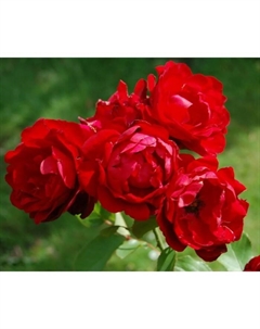 Саженец Роза флорибунда Лили Марлен, C3.5 горшок, Н25-45, 1 шт. Поиск