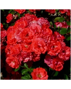 Саженец Роза Мейян флорибунда Корал Дрифт, C3.5 горшок, Н25-45, 1 шт. Поиск