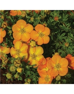 Саженец Лапчатка кустарниковая «Белла Сол», C3 горшок, 1 шт., Лето 2025 Поиск