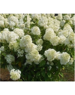 Саженец Гортензия метельчатая «Селекшен», C3 горшок, 1 шт., Лето 2025 Поиск