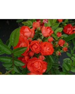 Саженец Роза почвопокровная Миниатюра Ориндж, C3.5 горшок, Н15-25, 1 шт. Поиск