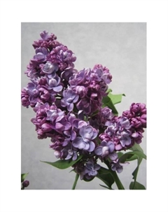 Саженец Сирень обыкновенная Адмирал Кузнецов, C3 горшок, 1 шт. Поиск