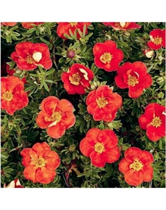 Саженец Лапчатка кустарниковая Ред Эйс, C2 горшок, 1 шт. Поиск