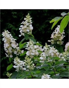 Саженец Гортензия метельчатая Тардива, C3 горшок, 1 шт. Поиск