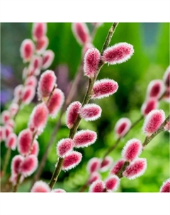 Саженец Ива тонкостолбиковая Монт Асо, C3 горшок, 1 шт. Поиск