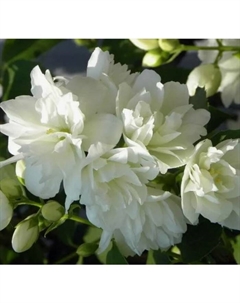 Саженец Жасмин садовый (Чубушник) Зоя Космодемьянская, C2 горшок, 1 шт. Поиск