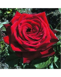 Саженец Роза чайно-гибридная Бургунд, C3.5 горшок, Н25-45, 1 шт. Поиск