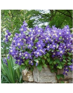 Саженец Береза полезная Жакмана, C3 горшок, 1 шт. Поиск