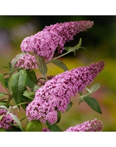 Саженец Буддлея Давида Пинк Дилайт, горшок С2, 1 шт. Поиск