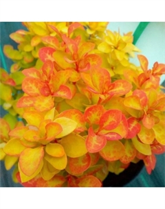 Саженец Барбарис Тунберга «Саммер Сансет», горшок С2, 1 шт., Лето 2025 Поиск