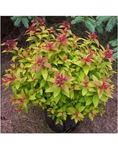 Саженец Спирея японская «Мерло Грин», горшок С2, 1 шт., Лето 2025 Поиск