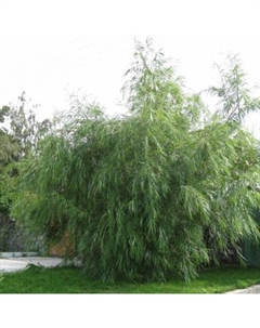 Саженец Ива Шверина улучшенная, горшок С2, 1 шт. Поиск