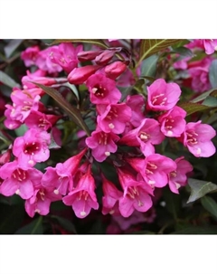 Саженец Вейгела цветущая Виктория, горшок С2, 1 шт. Поиск
