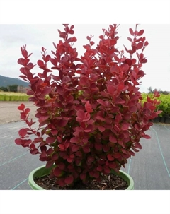 Саженец Барбарис Тунберга «Ориндж Рокет», горшок С2, 1 шт., Лето 2025 Поиск